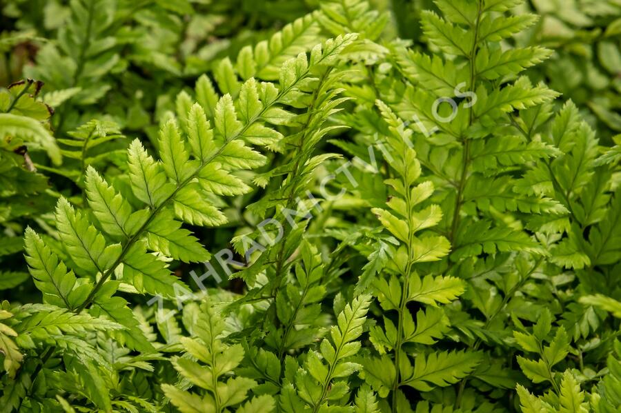Kapradina - Polystichum tsus-simense