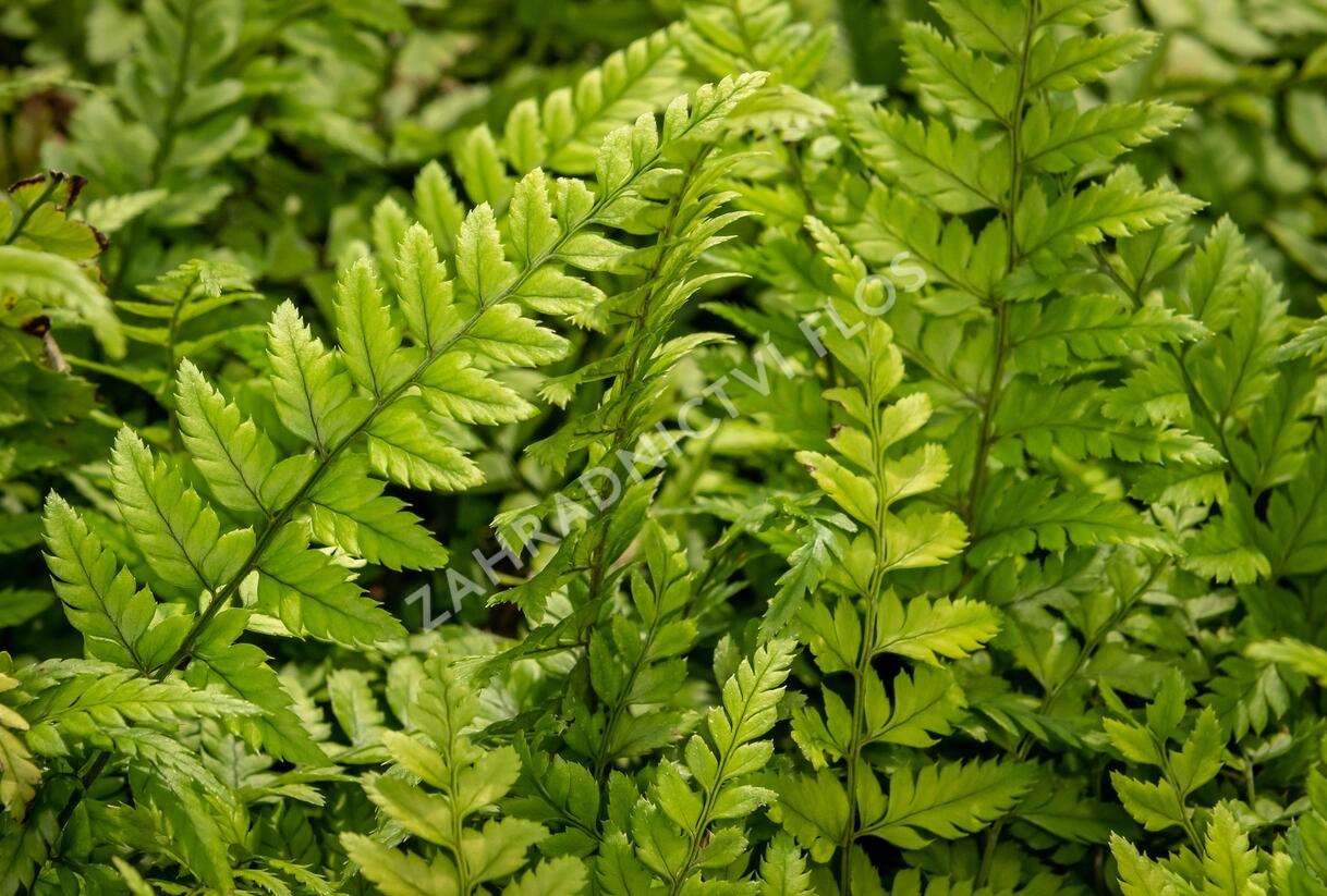 Kapradina korejská skalní - Polystichum tsus-simense