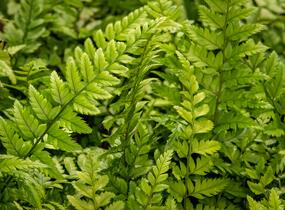 Kapradina - Polystichum tsus-simense