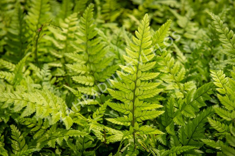 Kapradina - Polystichum tsus-simense