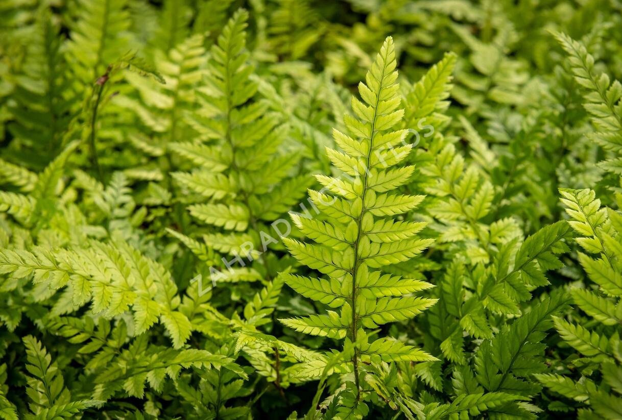 Kapradina korejská skalní - Polystichum tsus-simense