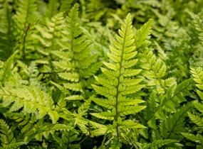 Kapradina - Polystichum tsus-simense