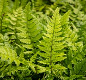 Kapradina - Polystichum tsus-simense