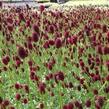 Krvavec toten 'Little Angel' - Sanguisorba officinalis 'Little Angel'