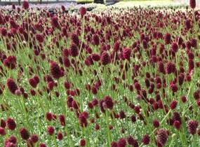 Krvavec toten 'Little Angel' - Sanguisorba officinalis 'Little Angel'