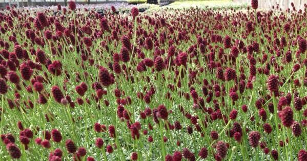 Krvavec toten 'Little Angel' - Sanguisorba officinalis 'Little Angel'