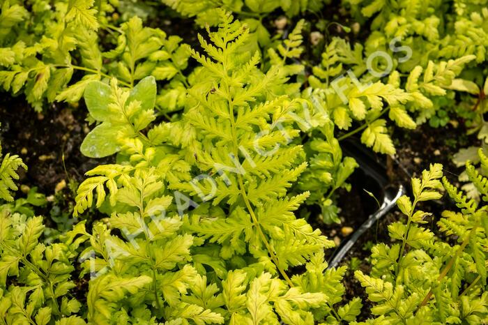 Kapraď - Dryopteris austriaca