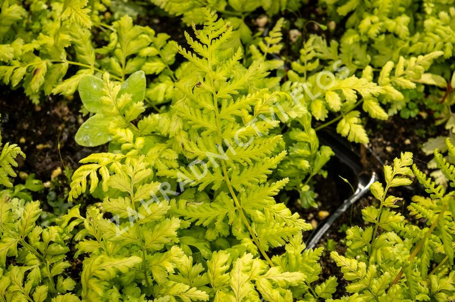 Kapraď - Dryopteris austriaca