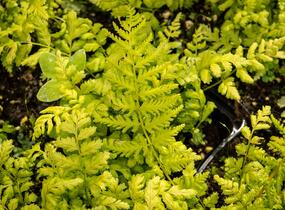 Kapraď - Dryopteris austriaca