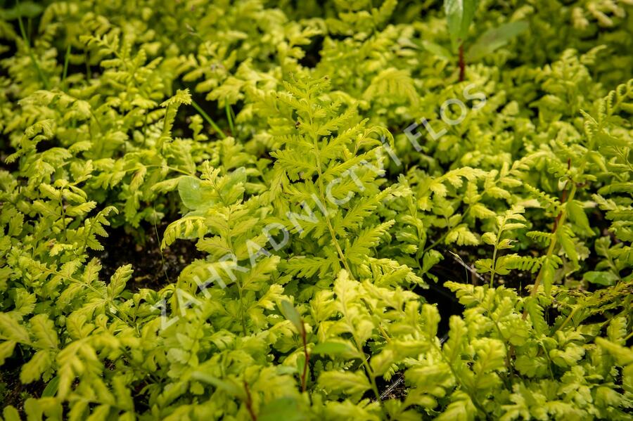 Kapraď - Dryopteris austriaca