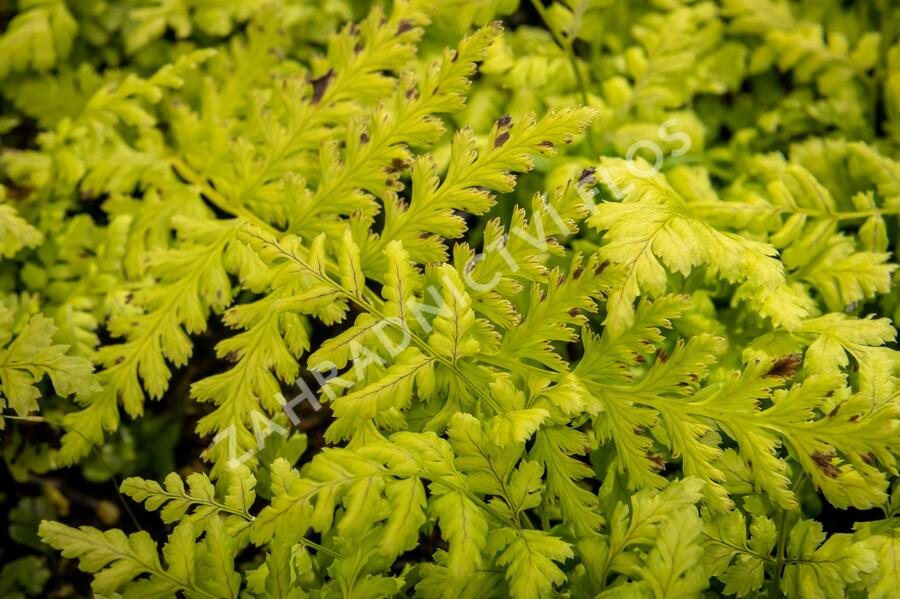 Kapraď - Dryopteris austriaca