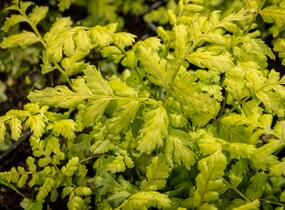 Kapraď - Dryopteris austriaca