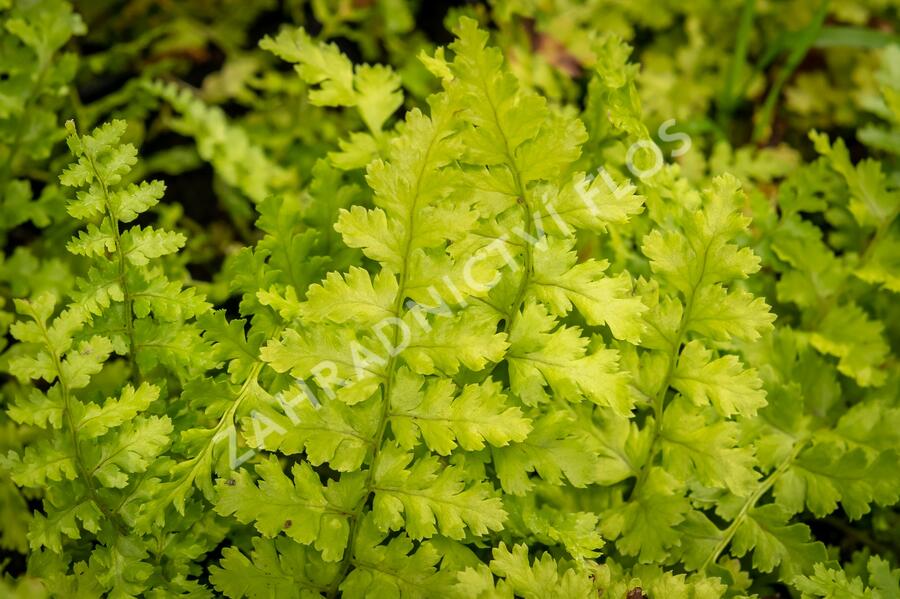 Kapraď samec 'Barnesii' - Dryopteris filix-mas 'Barnesii'