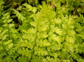 Kapraď samec 'Barnesi' - Dryopteris filix-mas 'Barnesi'