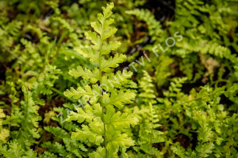Kapraď samec 'Barnesi' - Dryopteris filix-mas 'Barnesi'
