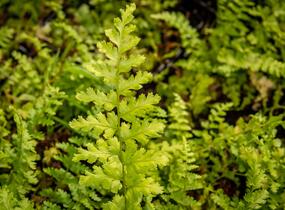 Kapraď samec 'Barnesi' - Dryopteris filix-mas 'Barnesi'