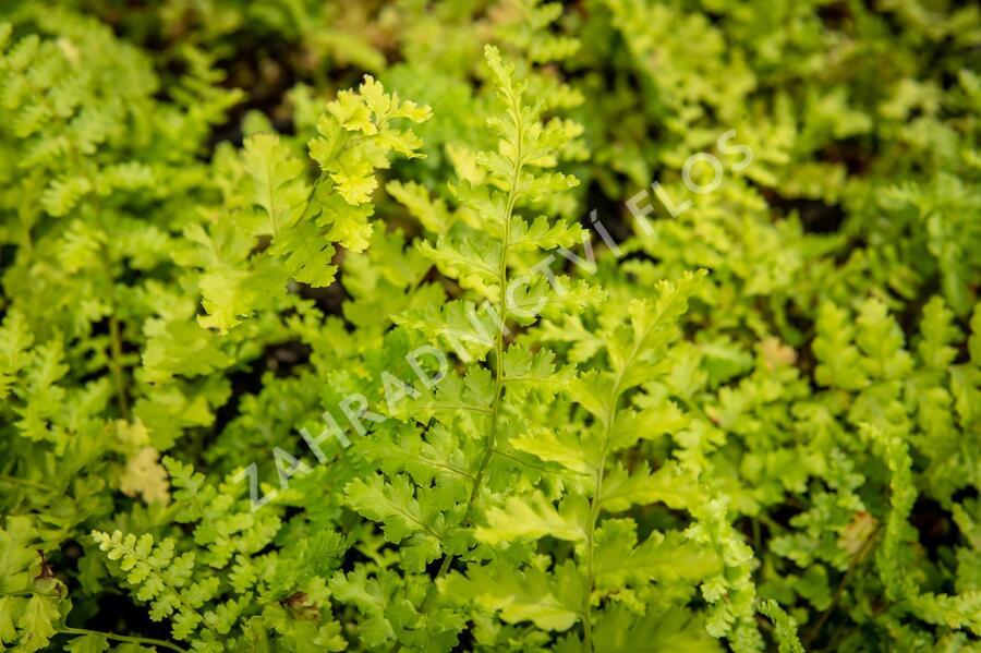 Kapraď samec 'Barnesi' - Dryopteris filix-mas 'Barnesi'