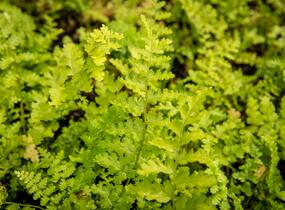 Kapraď samec 'Barnesi' - Dryopteris filix-mas 'Barnesi'