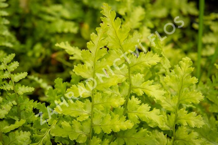 Kapraď samec 'Barnesi' - Dryopteris filix-mas 'Barnesi'