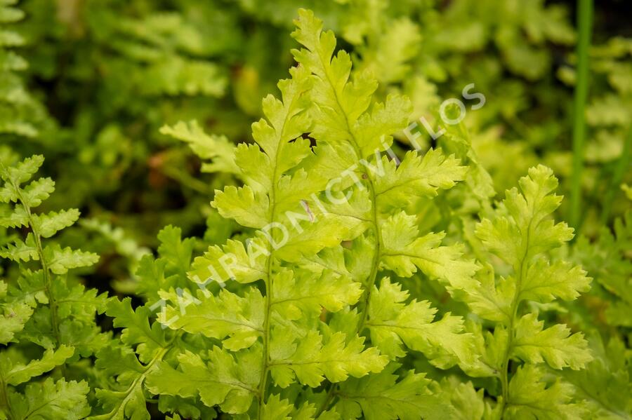 Kapraď samec 'Barnesi' - Dryopteris filix-mas 'Barnesi'