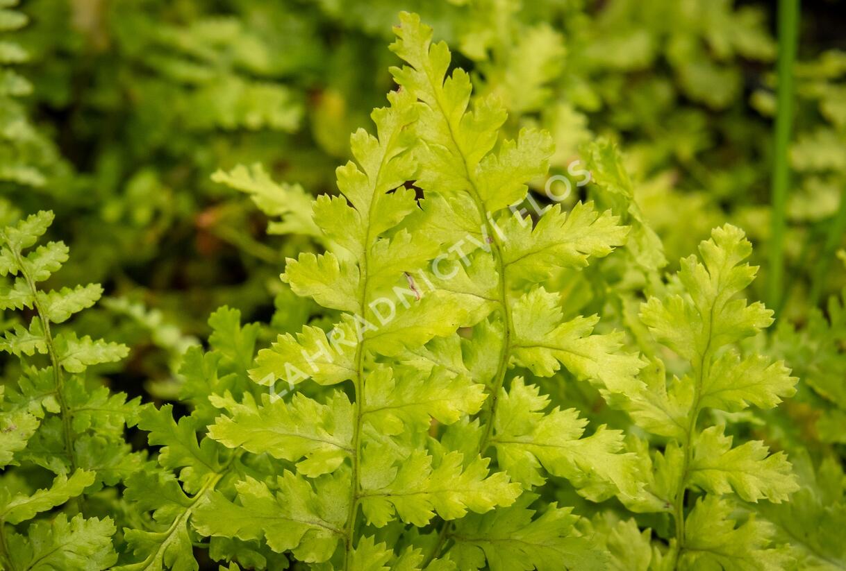 Kapraď samec 'Barnesi' - Dryopteris filix-mas 'Barnesi'