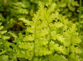 Kapraď samec 'Barnesi' - Dryopteris filix-mas 'Barnesi'