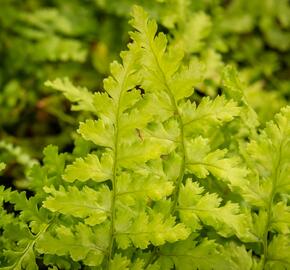 Kapraď samec 'Barnesi' - Dryopteris filix-mas 'Barnesi'