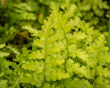 Kapraď samec 'Barnesi'