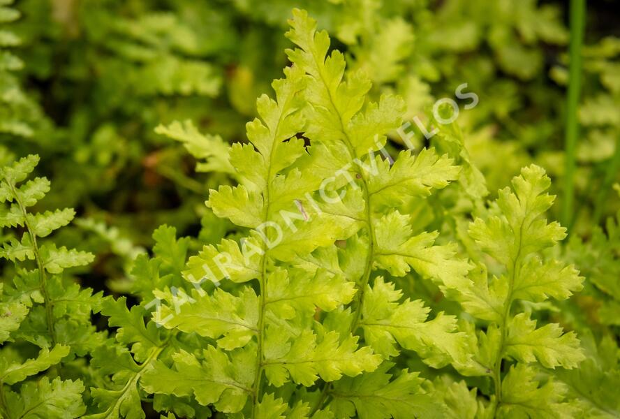 Kapraď samec 'Barnesi' - Dryopteris filix-mas 'Barnesi'