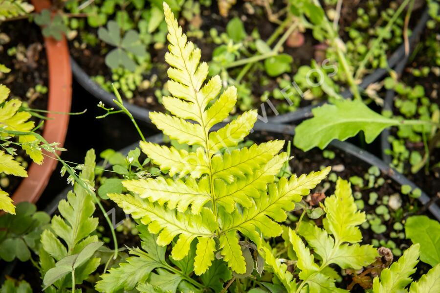 Kapraď červenavá 'Prolifica' - Dryopteris erythrosora 'Prolifica'