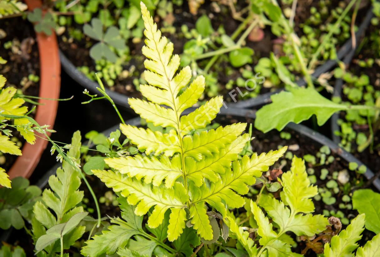 Kapraď červenavá 'Prolifica' - Dryopteris erythrosora 'Prolifica'