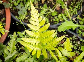 Kapraď červenavá 'Prolifica' - Dryopteris erythrosora 'Prolifica'