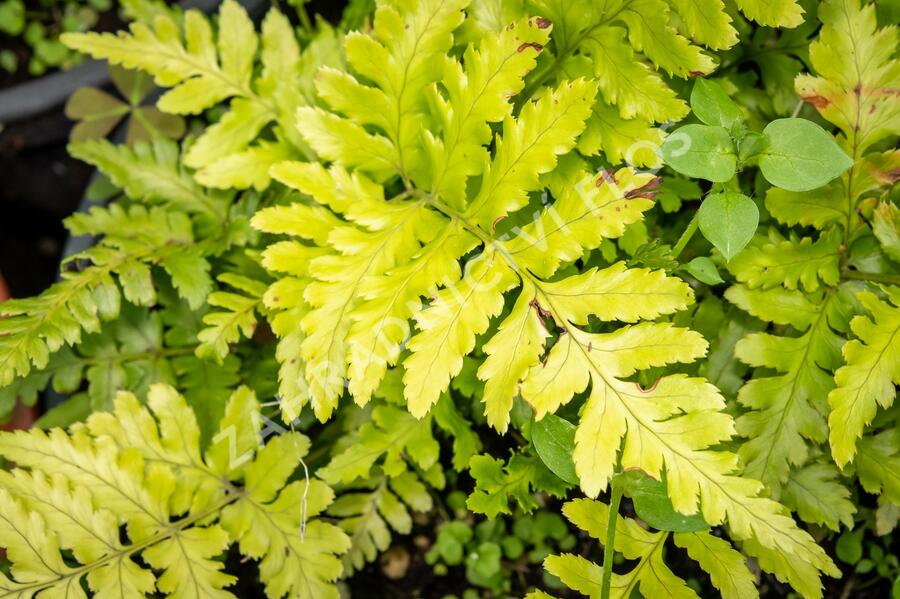 Kapraď červenavá 'Prolifica' - Dryopteris erythrosora 'Prolifica'