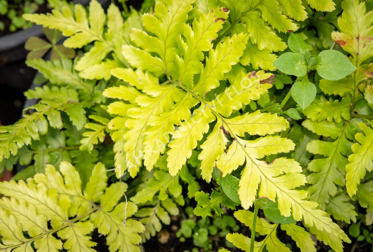 Kapraď červenavá 'Prolifica' - Dryopteris erythrosora 'Prolifica'
