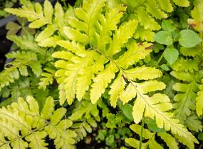 Kapraď červenavá 'Prolifica' - Dryopteris erythrosora 'Prolifica'
