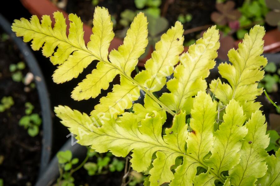 Kapraď červenavá 'Prolifica' - Dryopteris erythrosora 'Prolifica'