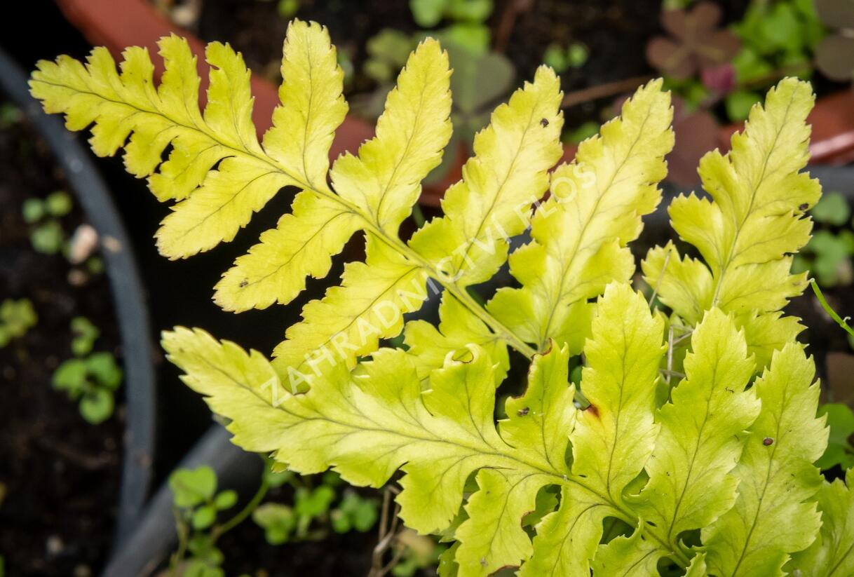 Kapraď červenavá 'Prolifica' - Dryopteris erythrosora 'Prolifica'