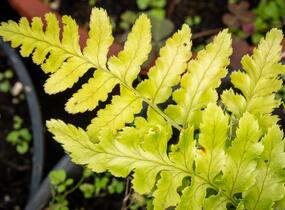 Kapraď červenavá 'Prolifica' - Dryopteris erythrosora 'Prolifica'