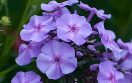 Plamenka latnatá 'Blue Boy' - Phlox paniculata 'Blue Boy'