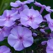 Plamenka latnatá 'Blue Boy' - Phlox paniculata 'Blue Boy'