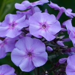 Plamenka latnatá 'Blue Boy' - Phlox paniculata 'Blue Boy'