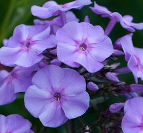 Plamenka latnatá 'Blue Boy' - Phlox paniculata 'Blue Boy'