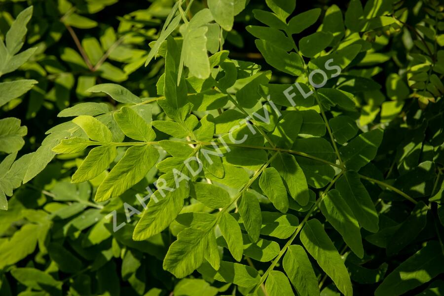 Podezřeň královská 'Purpurescens' - Osmunda regalis 'Purpurescens'