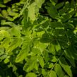 Podezřeň královská 'Purpurescens' - Osmunda regalis 'Purpurescens'