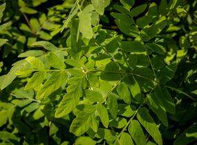 Podezřeň královská 'Purpurescens' - Osmunda regalis 'Purpurescens'