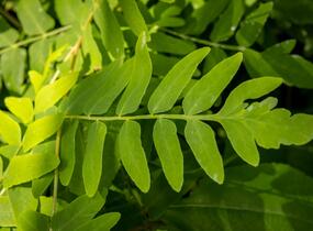 Podezřeň královská 'Purpurescens' - Osmunda regalis 'Purpurescens'