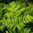 Podezřeň královská 'Purpurescens' - Osmunda regalis 'Purpurescens'