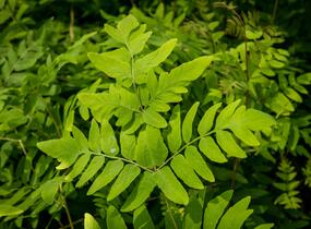 Podezřeň královská 'Purpurescens' - Osmunda regalis 'Purpurescens'