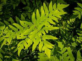 Podezřeň královská 'Purpurescens' - Osmunda regalis 'Purpurescens'