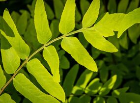 Podezřeň královská 'Purpurescens' - Osmunda regalis 'Purpurescens'